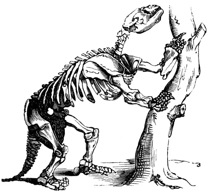 Framed Print : Prehistoric skeleton of a giant sloth, reptile, habitat in North America, occurrence up to the Pleistocene, mammal, palaeontology, tree, side view, skeleton, bones, evolution, biology, head, tail, historical illustration 1880