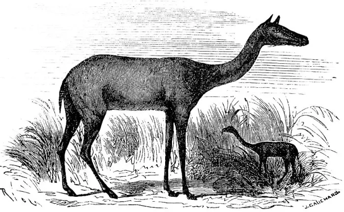Framed Print : Prehistoric Xiphodon gracile, after Georges Cuvier, extinct mammal, lived in the Palaeogene, palaeontology, biology, evolution, historical illustration 1880 Framed Print : Prehistoric Xiphodon gracile, after Georges Cuvier, extinct mammal, lived in the Palaeogene, palaeontology, biology, evolution, historical illustration 1880