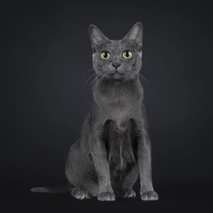 Framed Print : Pretty adult Korat cat kitten, sitting up facing front Framed Print : Pretty adult Korat cat kitten, sitting up facing front