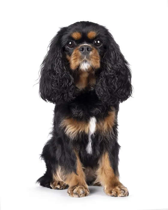 Framed Print : Pretty Cavalier King Charles Spaniel dog Framed Print : Pretty Cavalier King Charles Spaniel dog