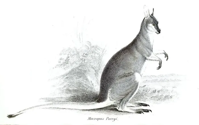 Framed Print : Pretty-faced (marsupialia) wallaby (Notamacropus) parryi
