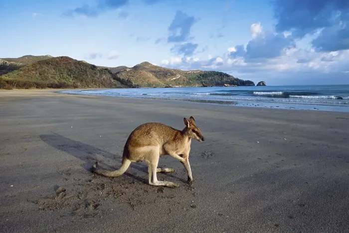 Framed Print : Pretty-faced Wallaby or Whiptail Wallaby (Macropus parryi) on a beach