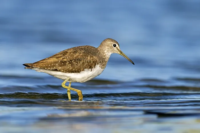 Framed Print : After the prey has been eaten, the Common Sandpiper continues to search for food