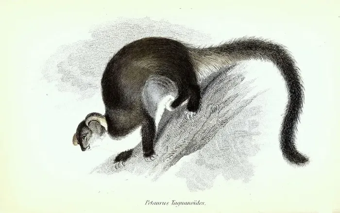 Framed Print : Prey horn or Taguan, Flying Opossum