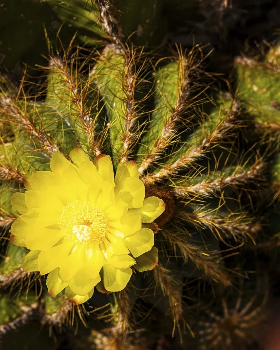Framed Print : Prickly cactus with yellow flower Framed Print : Prickly cactus with yellow flower