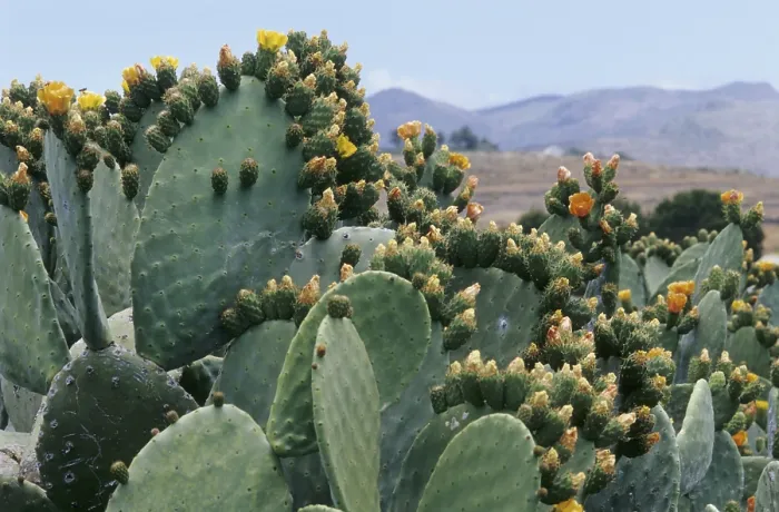 Framed Print : Prickly pear cactus (Opuntia sp.) Framed Print : Prickly pear cactus (Opuntia sp.)