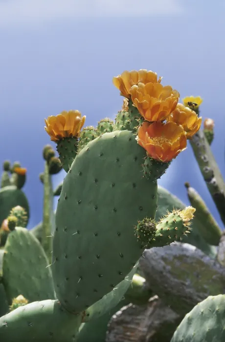 Framed Print : Prickly pear cactus (Opuntia sp.)