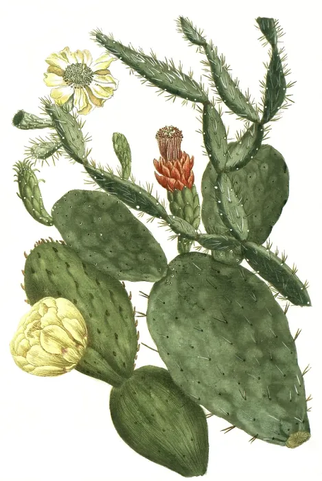 Framed Print : Prickly pear, Opuntia, illustration Framed Print : Prickly pear, Opuntia, illustration
