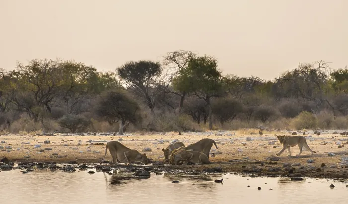 Framed Print : Pride of lions (Panthera leo) drinking at the Klein Namutoni waterhole
