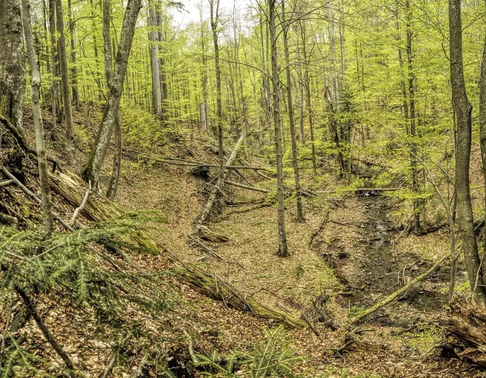 Framed Print : Primeval beech forest on broders between Slovakia and Ukraine in eastern Europe