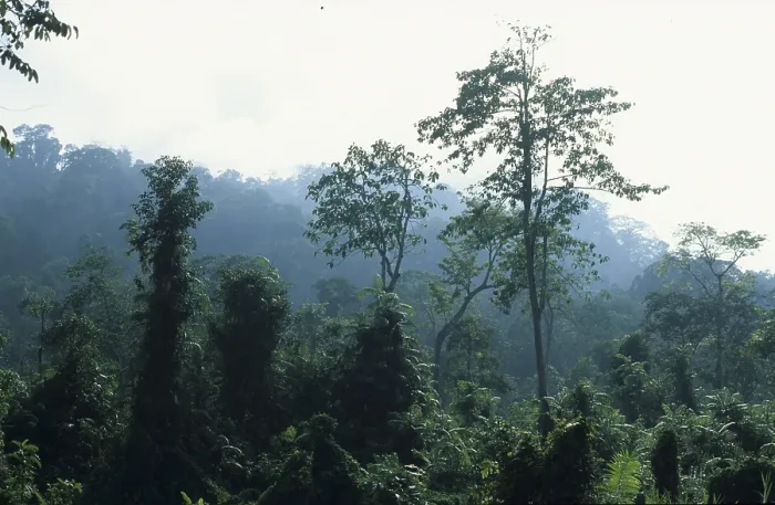 Framed Print : Primeval forest on Java