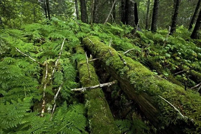 Framed Print : Primeval forest near Valdez, Alaska