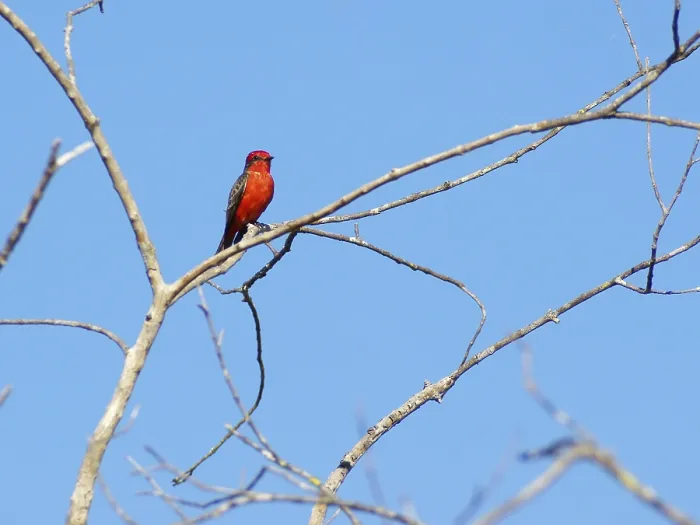Framed Print : Principe, Verao, Vermilion Flycatcher Framed Print : Principe, Verao, Vermilion Flycatcher