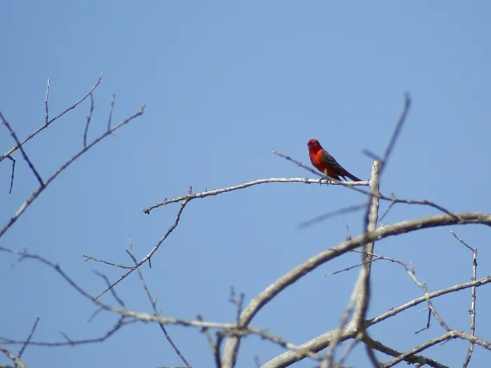 Framed Print : Principe, Verao, Vermilion Flycatcher