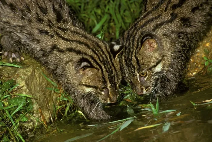 Framed Print : Prionailurus viverrina, Felis viverrinus