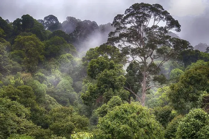 Framed Print : Pristine tropical rainforest at deramakot Forest Reserve