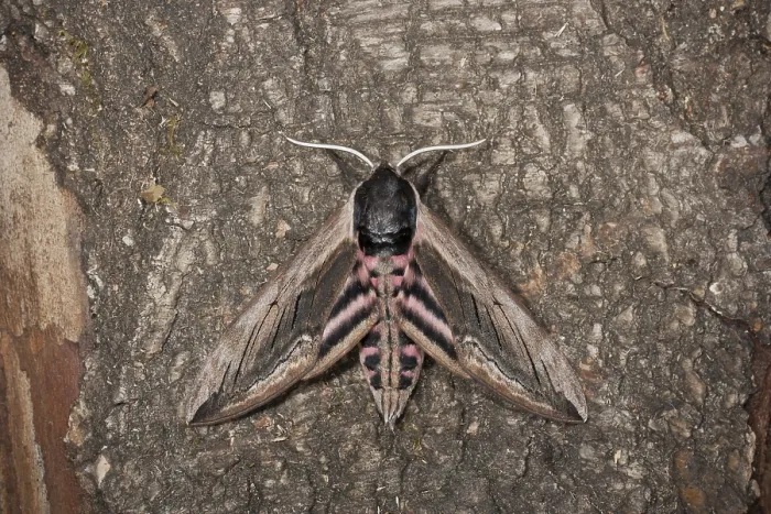 Framed Print : Privet hawk moth, Sphinx ligustri Framed Print : Privet hawk moth, Sphinx ligustri