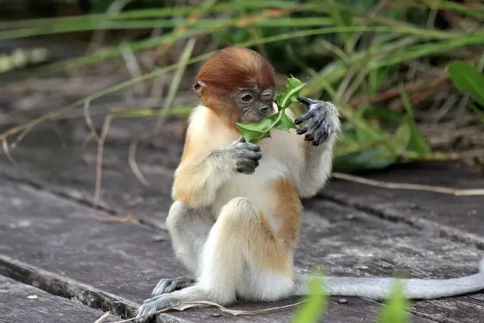 Framed Print : Proboscis Monkey or Long-nosed monkey (Nasalis larvatus)