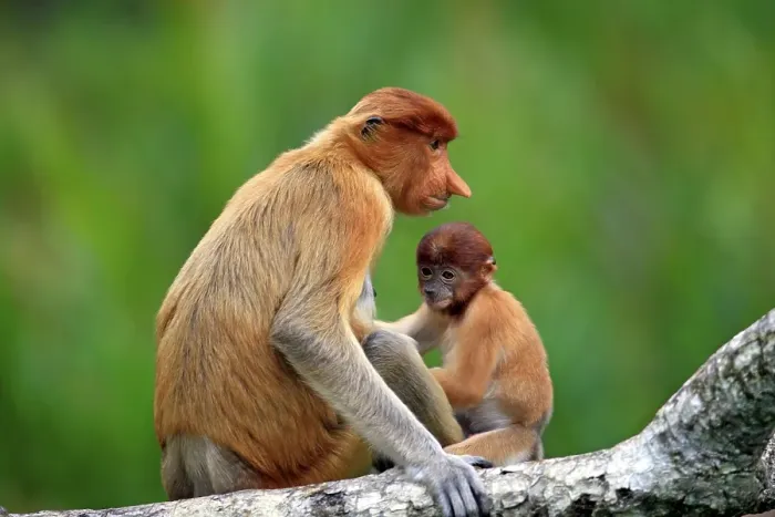 Framed Print : Proboscis Monkey or Long-nosed monkey (Nasalis larvatus) Framed Print : Proboscis Monkey or Long-nosed monkey (Nasalis larvatus)