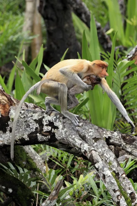 Framed Print : Proboscis Monkey or Long-nosed monkey (Nasalis larvatus)