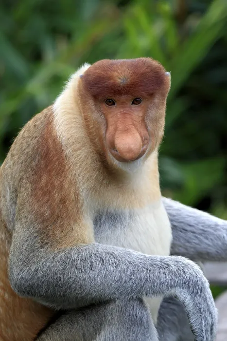 Framed Print : Proboscis Monkey or Long-nosed monkey (Nasalis larvatus) Framed Print : Proboscis Monkey or Long-nosed monkey (Nasalis larvatus)