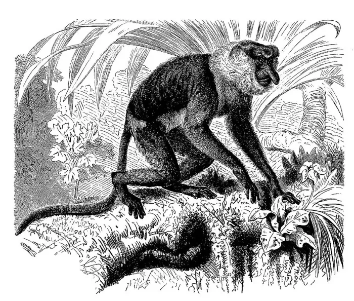 Framed Print : Proboscis monkey (Nasalis larvatus) Framed Print : Proboscis monkey (Nasalis larvatus)
