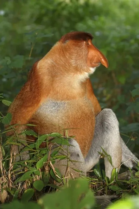 Framed Print : Proboscis Monkey (Nasalis larvatus) Framed Print : Proboscis Monkey (Nasalis larvatus)
