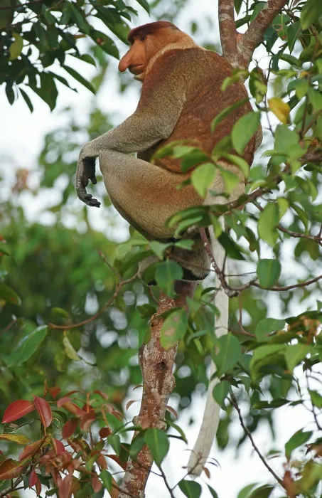 Framed Print : Proboscis Monkey (Nasalis larvatus) Framed Print : Proboscis Monkey (Nasalis larvatus)