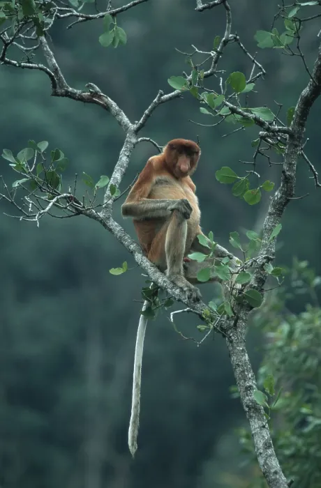 Framed Print : Proboscis Monkey (Nasalis larvatus) Framed Print : Proboscis Monkey (Nasalis larvatus)