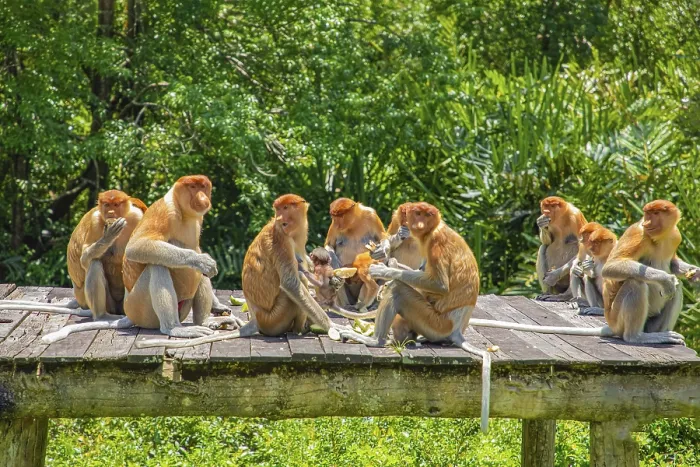 Framed Print : Proboscis Monkey Nasalis larvatus in mangrove in Borneo Framed Print : Proboscis Monkey Nasalis larvatus in mangrove in Borneo