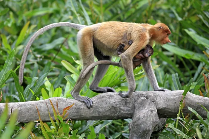 Framed Print : Proboscis monkeys (Nasalis larvatus)