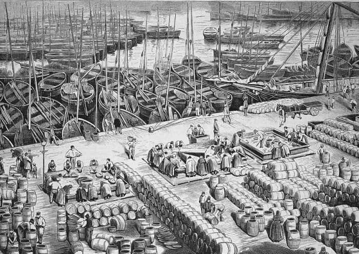 Framed Print : Processing of herrings in the harbour of Wick in Scotland in 1880 Framed Print : Processing of herrings in the harbour of Wick in Scotland in 1880