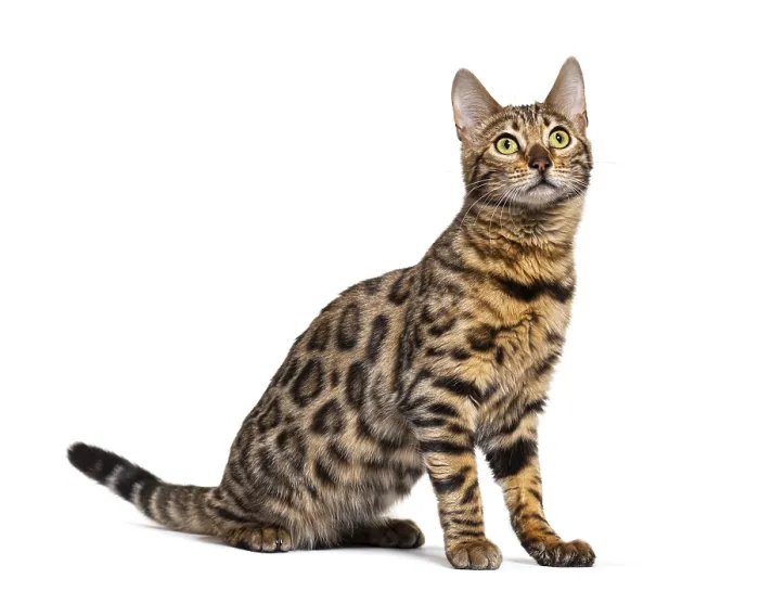 Framed Print : Profile of a Bengal cat sitting and looking up
