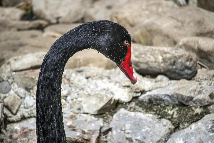 Framed Print : Profile of a Black Swan (Cygnus atratus)