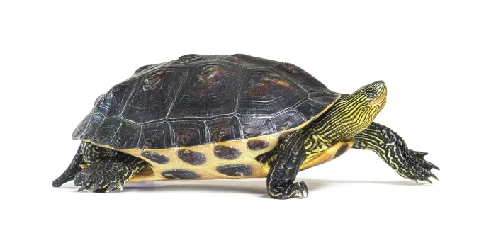 Framed Print : Profile of Chinese stripe-necked turtle walking