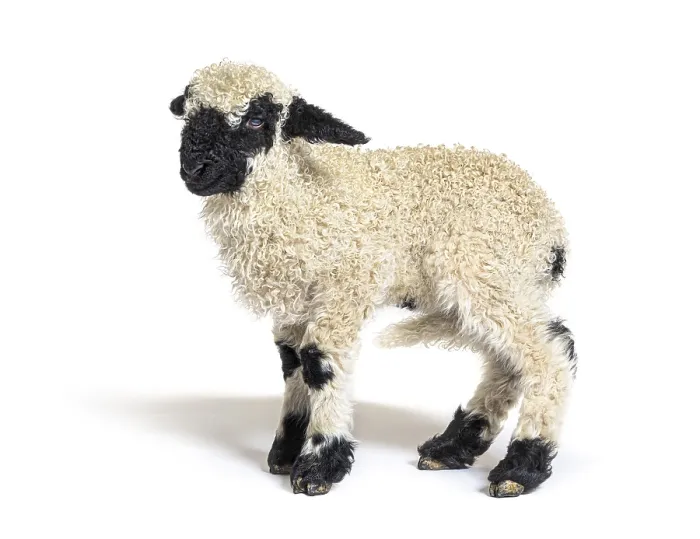 Framed Print : Profile of a lovely Lamb Valais Blacknose sheep three weeks old Framed Print : Profile of a lovely Lamb Valais Blacknose sheep three weeks old