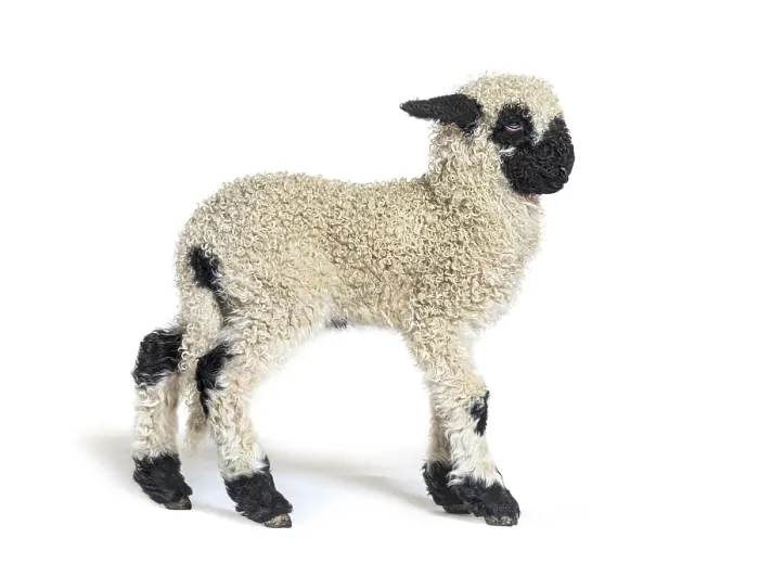 Framed Print : Profile of a lovely Lamb Valais Blacknose sheep three weeks old Framed Print : Profile of a lovely Lamb Valais Blacknose sheep three weeks old