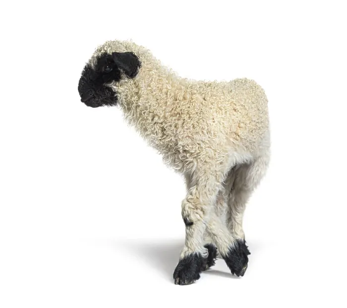 Framed Print : Profile of a lovely Lamb Valais Blacknose sheep three weeks old