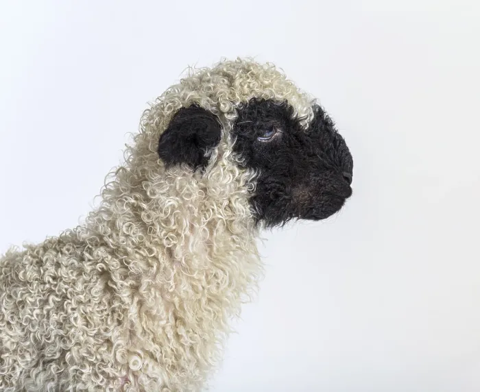 Framed Print : Profile of a lovely Lamb Valais Blacknose sheep three weeks old