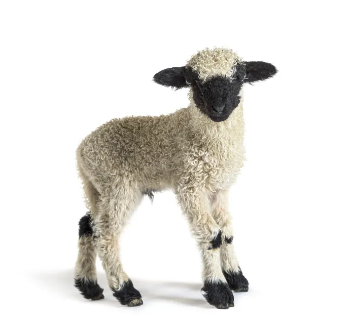 Framed Print : Profile of a lovely Lamb Valais Blacknose sheep three weeks old Framed Print : Profile of a lovely Lamb Valais Blacknose sheep three weeks old