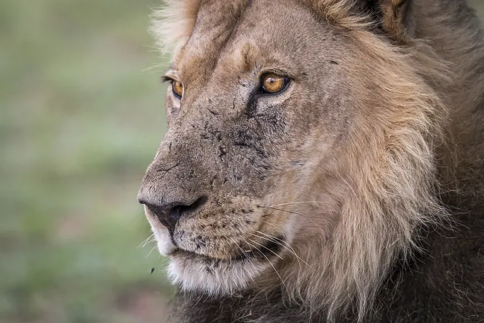Framed Print : Side profile of a male Lion in the Kgalagadi Transfrontier Park