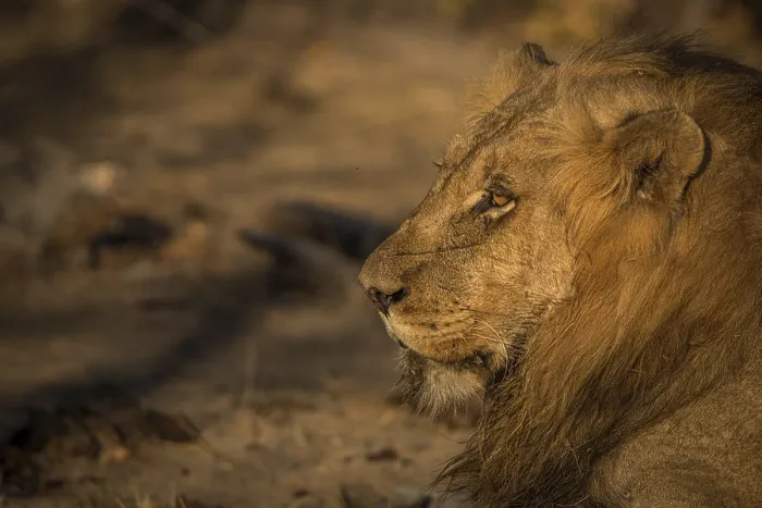 Framed Print : Side profile of a male Lion in the Kruger National Park