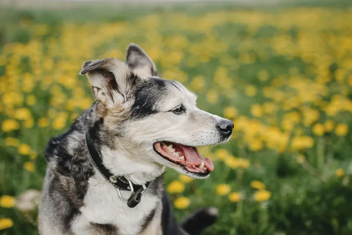 Framed Print : Side profile of a relaxed dog in a field full of dandelions