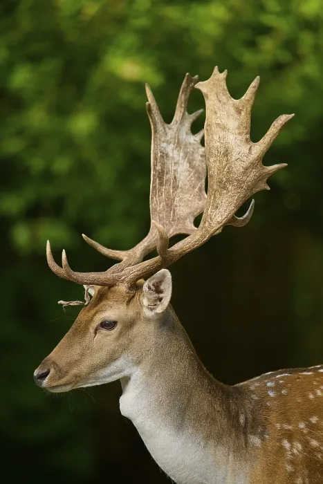 Framed Print : Profile view of a stag with large antlers against a green background