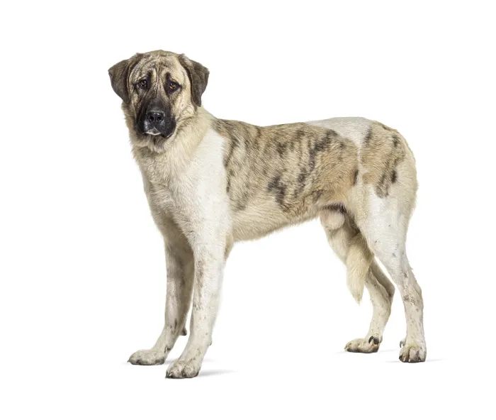 Framed Print : Profile view of a Transmontano Mastiff