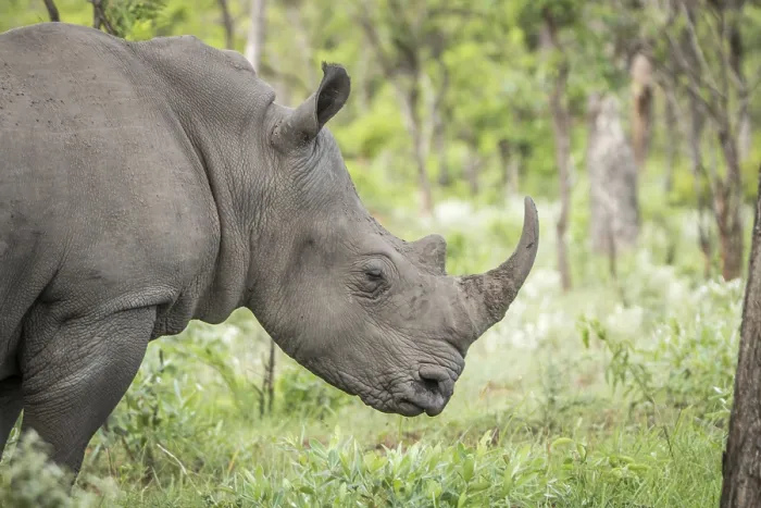 Framed Print : Side profile of a White rhino in the Kruger National Park Framed Print : Side profile of a White rhino in the Kruger National Park