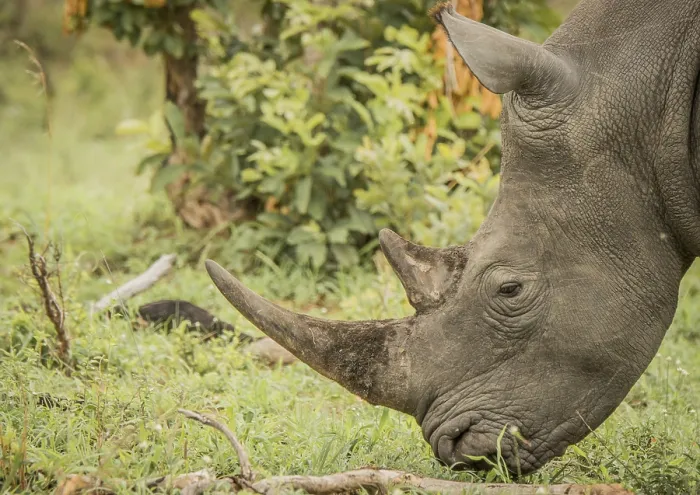 Framed Print : Side profile of a White rhino in the Kruger National Park