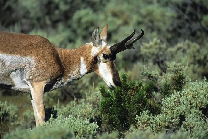 Framed Print : Pronghorn (Antilocapra americana)