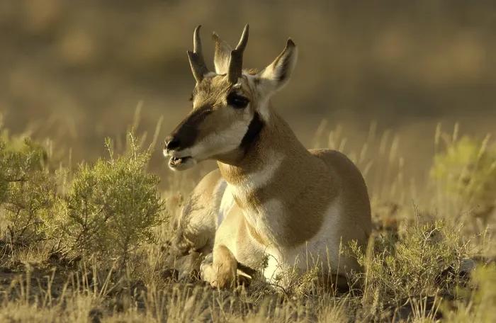 Framed Print : Pronghorn (Antilocapra americana) buck lying down