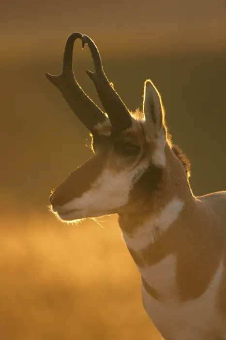 Framed Print : Pronghorn, pronghorns, pronghorn antelope